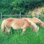 Circolo Dell'orso Grizzana