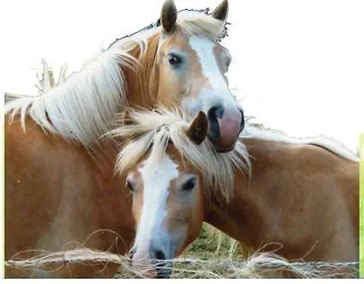 Circolo Dell'orso Alojamento de Turismo Rural *