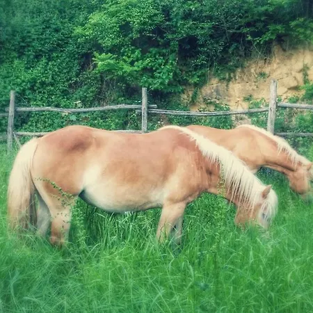 Circolo Dell'orso Grizzana