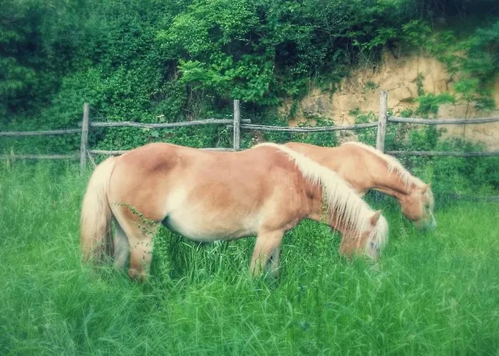 Circolo Dell'orso Grizzana